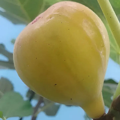 Higo Amarillo Mantequilla Arbolito-frutal Con Semilla Enano