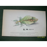 Insecto   Phylium Siccifolia  Grabado De Edimburgo De 1833