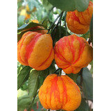 Citrus Aurantium Limón No Semilla Arbolitofrutal Exótico 