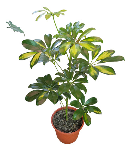 Schefflera, Cheflera Ornamental