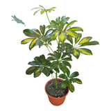 Schefflera, Cheflera Ornamental