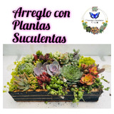 Tronco Natural  Con Plantas Suculentas