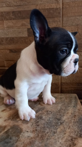 Cachorros De Bulldog Frances Económicos 