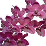 Rhynchostylis Gigantea Var. Red - Adulta