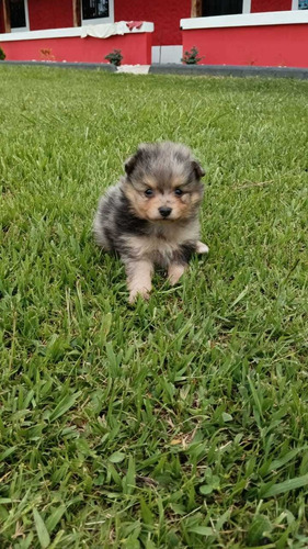 Cachorro Pomerania Merle 