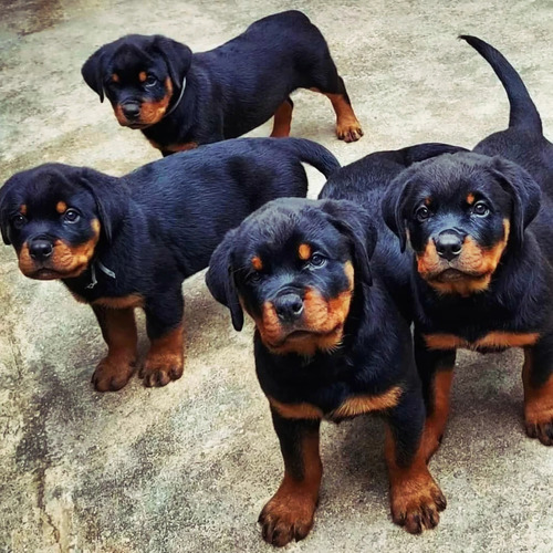 Rottweiler Cachorros 