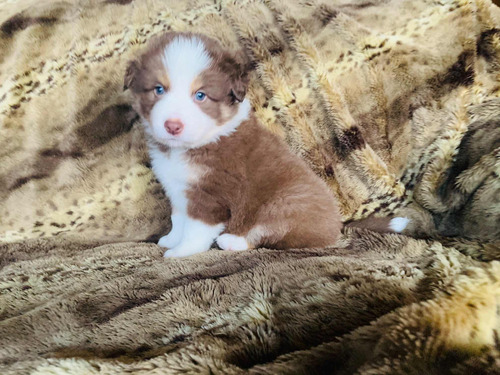 Border Collie Fêmea Tricolor Pedigree Cbkc