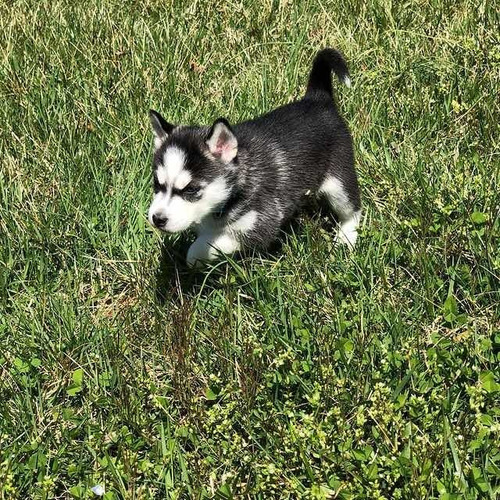 Criadero Venta Lobo Siberiano Husky Precio Negro Rojo Blanco