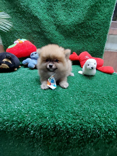 Spitz Alemão/lulu Da Pomerania Macho Anão 