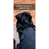 Cane Corso Negro De 2 Meses.