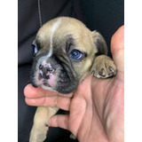 Cachorros Bulldog Francés Fawn Perros En Venta Disponibles