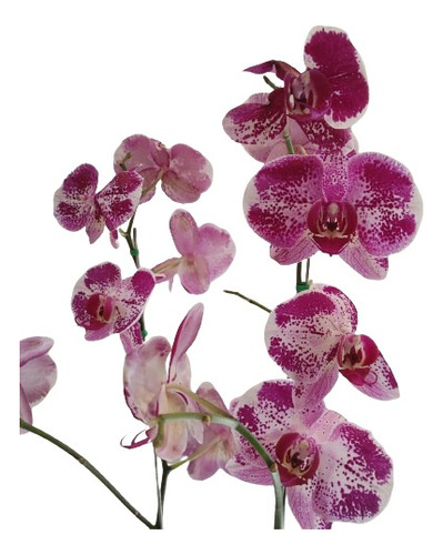 Orquídeas De Dos Varas Tipo Premium