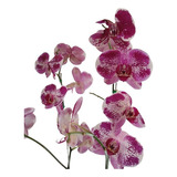 Orquídeas De Dos Varas Tipo Premium