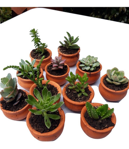 Recordatorios Suculentas  Plantas Matera Barro 5cms