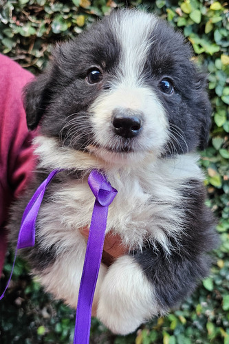 Cachorros Border Collie Con Pedigree Fca !!