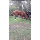 Spc Caballo  5 Años  .