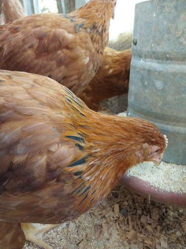 Galinha Jovem Poedeira Embrapa Botando! Lote 10 Aves