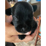 Bebés Mini Schnauzer