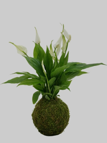 Kokedama Premium De Planta Spatyfilium De Flor Blanca Regalo