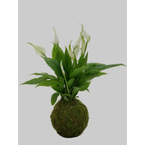 Kokedama Premium De Planta Spatyfilium De Flor Blanca Regalo