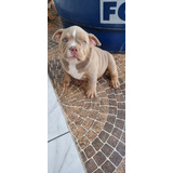 Filhotes American Bully Pocket Tri Lilac