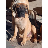 Cachorro Bullmastiff Macho