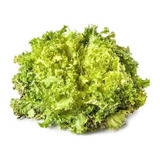 Lechuga Escarola Ancha Semillas X 50grs Calidad Profesional