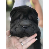 Perro Raza Shar-pei Mini