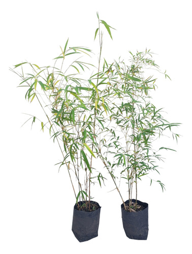 Bambú Fargesia Fungosa 5 Lts