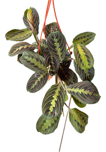 Maranta Leuconeura Planta Colgante