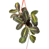 Maranta Leuconeura Planta Colgante