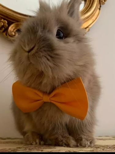 Humita Corbatín Elegante Perro, Gato Conejos Color Naranjo 