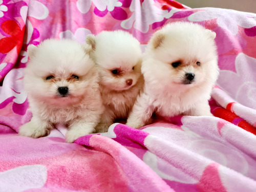 Cachorros Pomerania Caritas De Oso