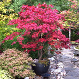 30 Semillas De Arbol De Arce Japones Rojo (acer Palmatum Atr