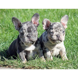 Bulldog Francés Hembra Blue Merle Lilac Ladriditoss 