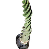 Cactus Espiralado Mac 3lt 