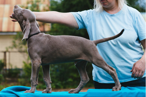 Imponenteelegancia Weimaraner Línea Campeones