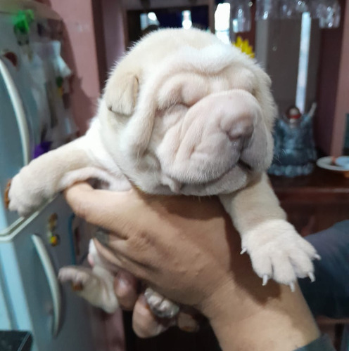 Vendo Cachorros Sharpei.