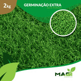 Sementes Grama Bermudas Para Campo 2 Kg 