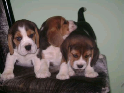 Cachorritos Beagle Tricolor