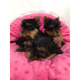  Yorkshire Terrier Cachorros Mini Toy De Padres Inscritos