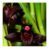 1 Orquidea Maxillaria Schunkeana Negra Top Para Colecionador