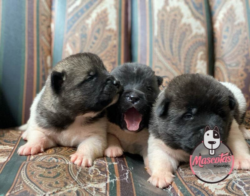 Espectaculares Cachorros Akita Americano Mascotas Rionegro