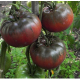 15 Semillas Tomate Negro De Tula Variedad Rusa Heirloom