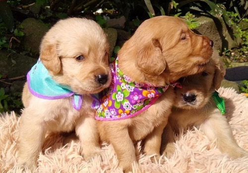 Cachorros Golden Retriever Perros En Venta En Manizales