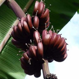 300 Sementes De Banana Roxa Especie Muito Rara