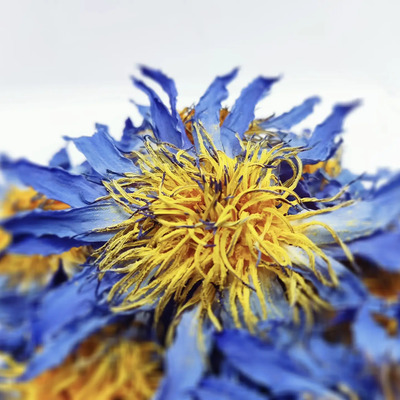 Loto Azul Egipcio Flor Nymphaea Caerulea 50 Gramos | Envío gratis