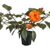 Hibisco Dobrado Laranja Com Flor Grande E Botões 