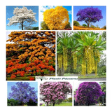 Kit 300 Sementes De Ipê + Jacarandá + Flamboyant P/ Mudas