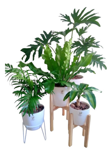 Combo Plantas De Interior X 4 + Maceta Premium+ Soporte Pie 